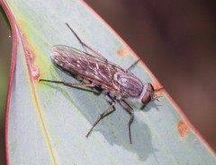 Anabarhynchus alpinus