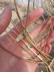 Psorothamnus scoparius