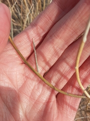 Psorothamnus scoparius