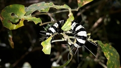 Amphicallia bellatrix