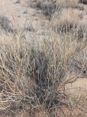 Psorothamnus scoparius