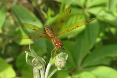 Perithemis icteroptera