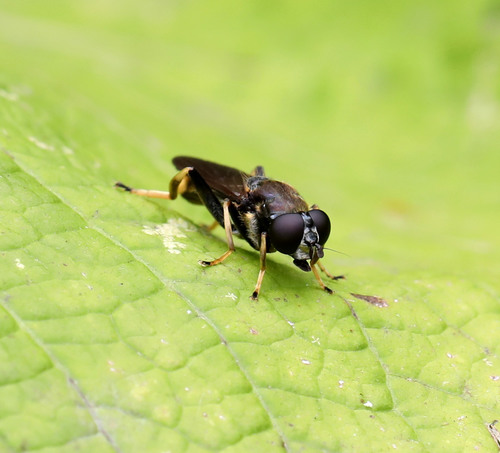 Golden-tailed Leafwalker