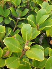 Myrsine chathamica