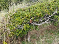 Myrsine chathamica