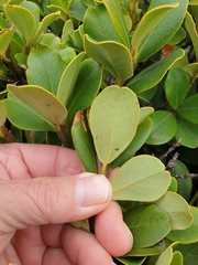Myrsine chathamica