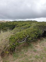 Myrsine chathamica