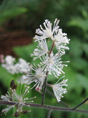 Actaea elata