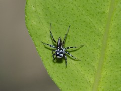 Salticidae