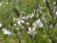 Pyrus bourgaeana