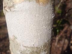 Phlyctis boliviensis