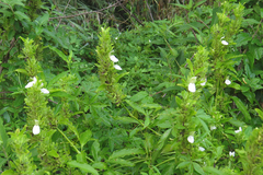 Poikilacanthus glandulosus
