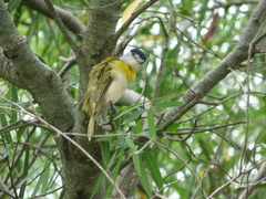 Pachyramphus viridis
