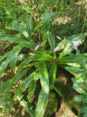 Crinum moorei