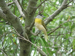 Pachyramphus viridis