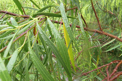 Raulinoreitzia tremula