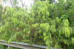 Raulinoreitzia tremula
