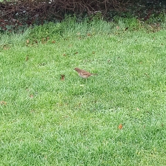 Turdus philomelos