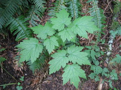 Actaea elata
