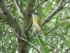 Pachyramphus viridis