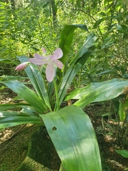 Crinum moorei