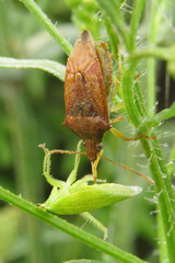 Supputius cincticeps