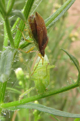 Supputius cincticeps