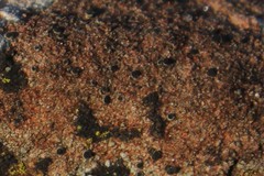 Myriolecis crenulata