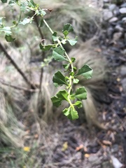 Baccharis flabellata