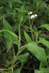 Persicaria stelligera