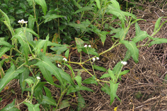 Persicaria stelligera