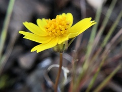 Leptosyne douglasii