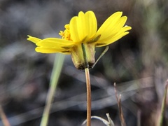 Leptosyne douglasii