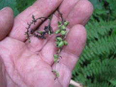 Actaea elata