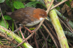 Laterallus leucopyrrhus