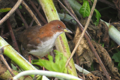 Laterallus leucopyrrhus