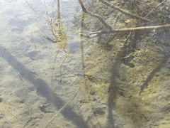 Hesperoleucus symmetricus