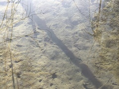 Hesperoleucus symmetricus