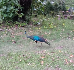 Pavo muticus
