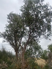 Eucalyptus kitsoniana