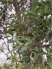 Eucalyptus kitsoniana