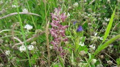 Anacamptis coriophora fragrans