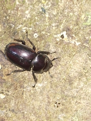 Prosopocoilus torresensis