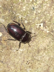 Prosopocoilus torresensis