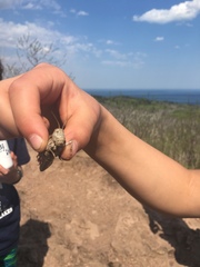 Pardalophora apiculata