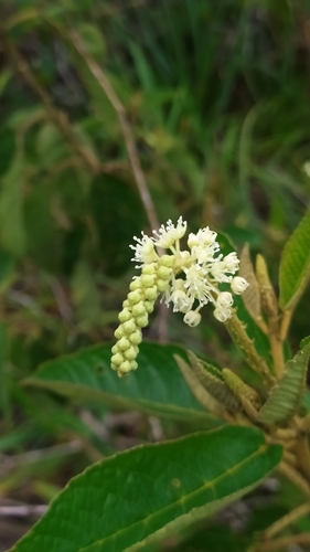 Croton hostmannii
