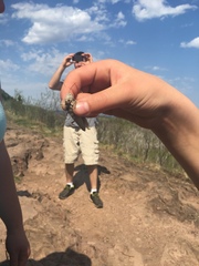 Pardalophora apiculata