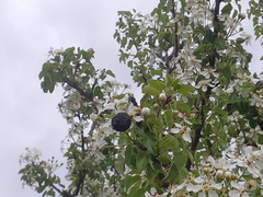 Pyrus bourgaeana
