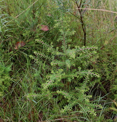 Persoonia hirsuta evoluta