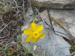 Narcissus assoanus